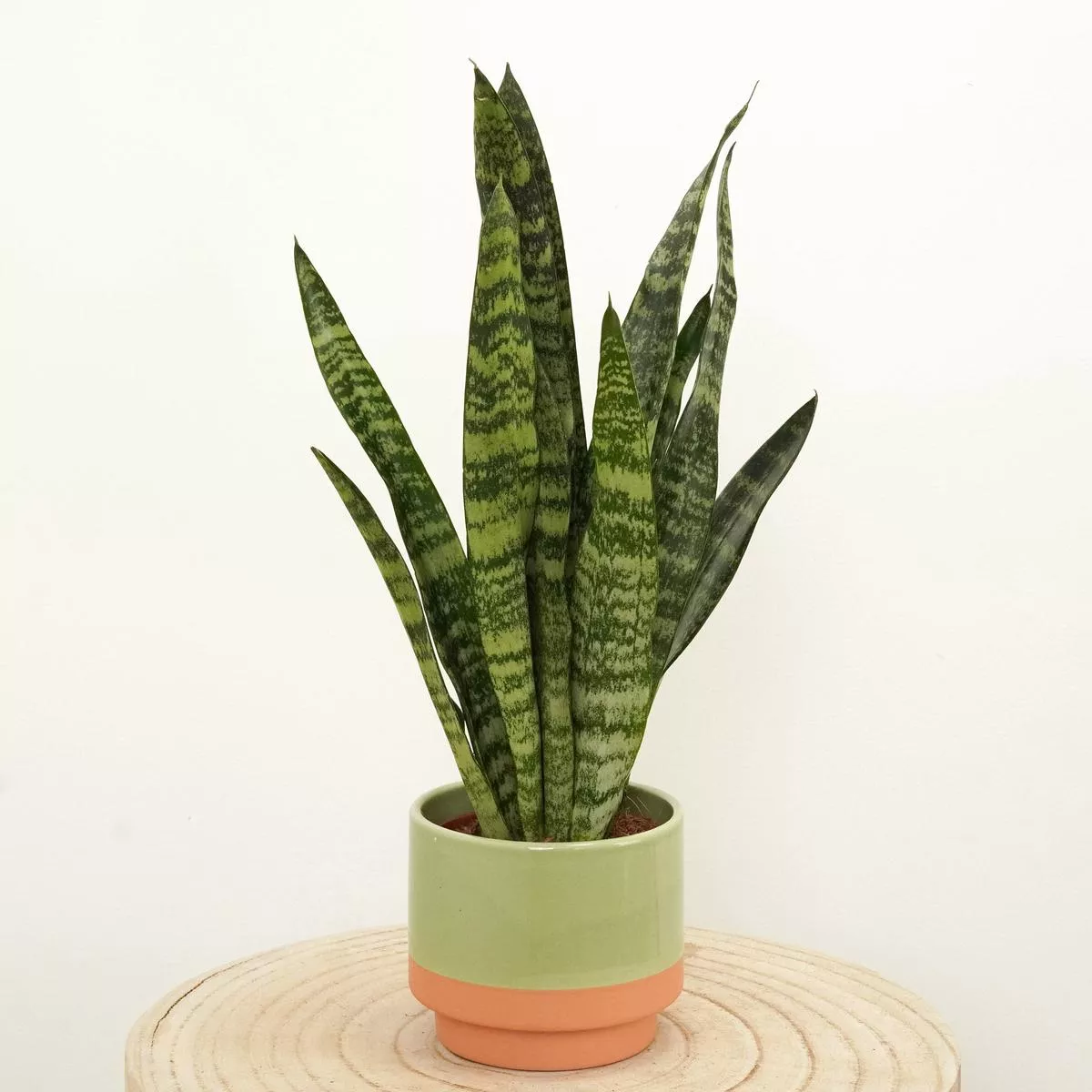 Snake Plant - Zeylanica