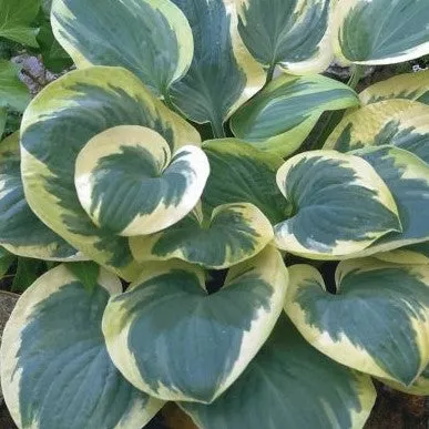Snow Cap Hosta (Plantain Lily)