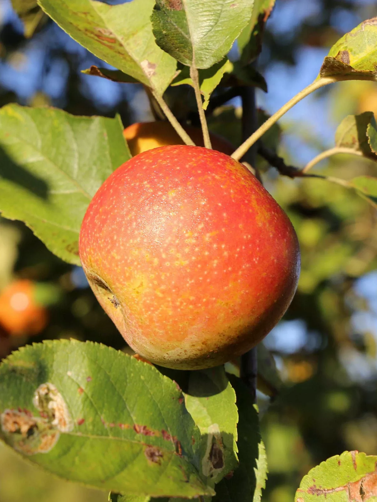 Snow Fameuse Apple – Dwarf (4′-5′)