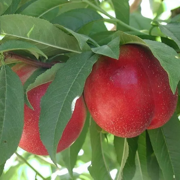 Snow Queen Nectarine – 7 Gallon ( 3 – 4 ft. )