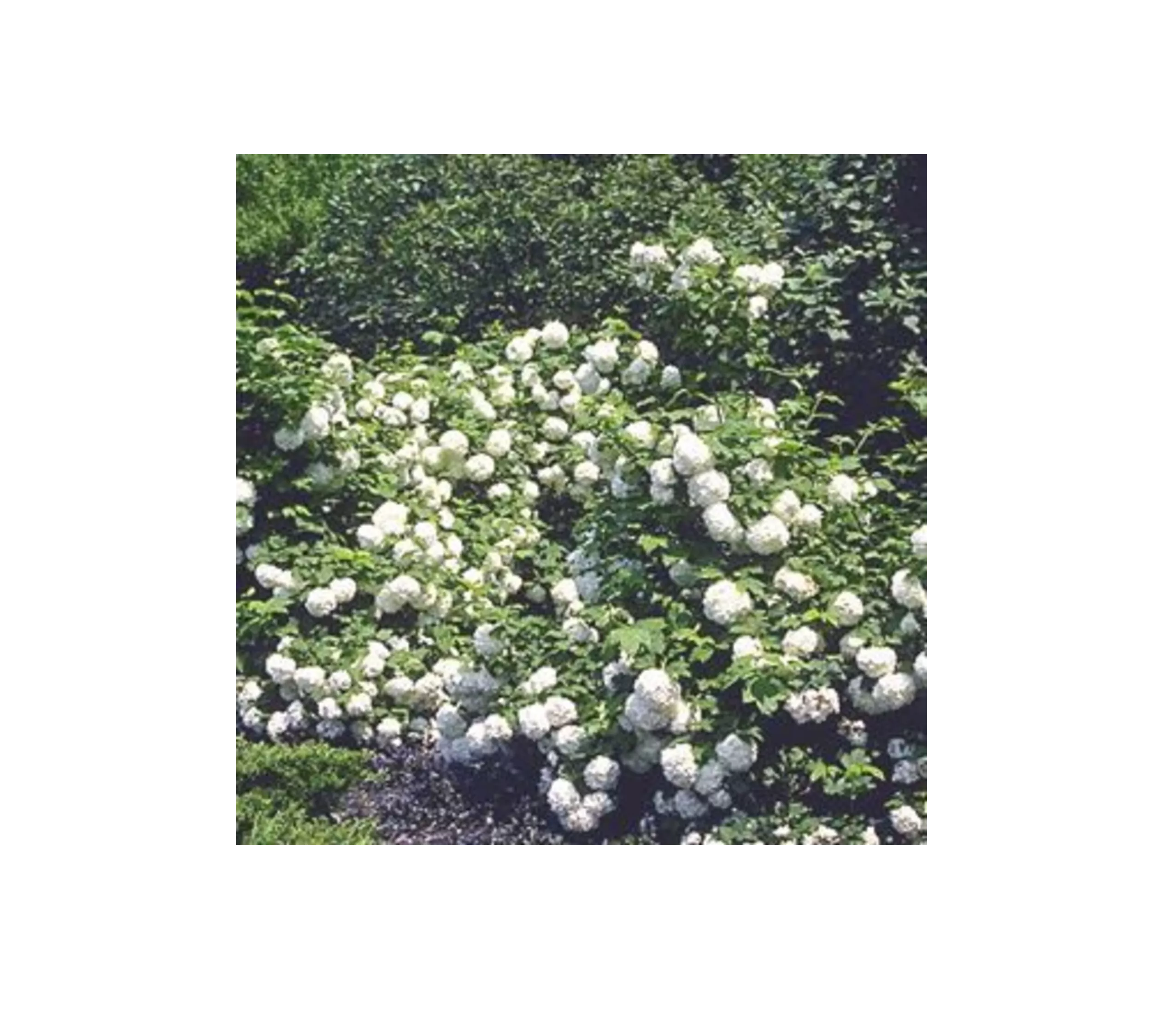 Snowball Viburnum