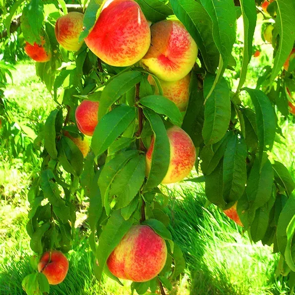 Snowbrite White Peach Tree