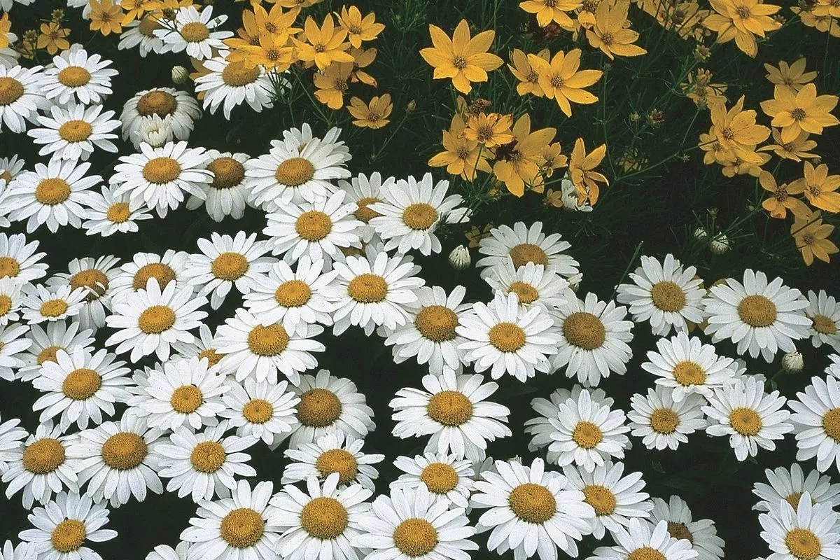 Snowcap Shasta Daisy