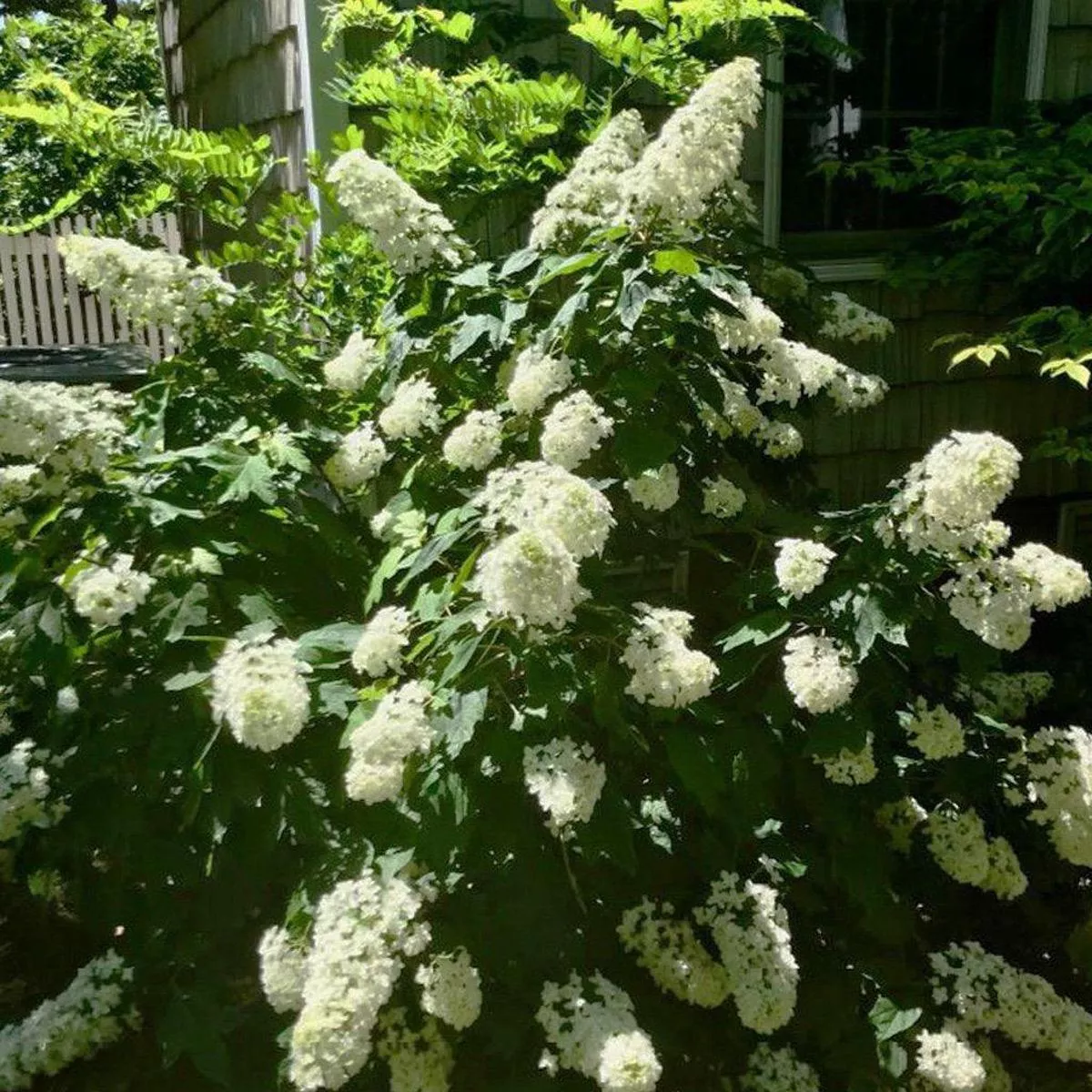 Snowcicle Oakleaf Hydrangea