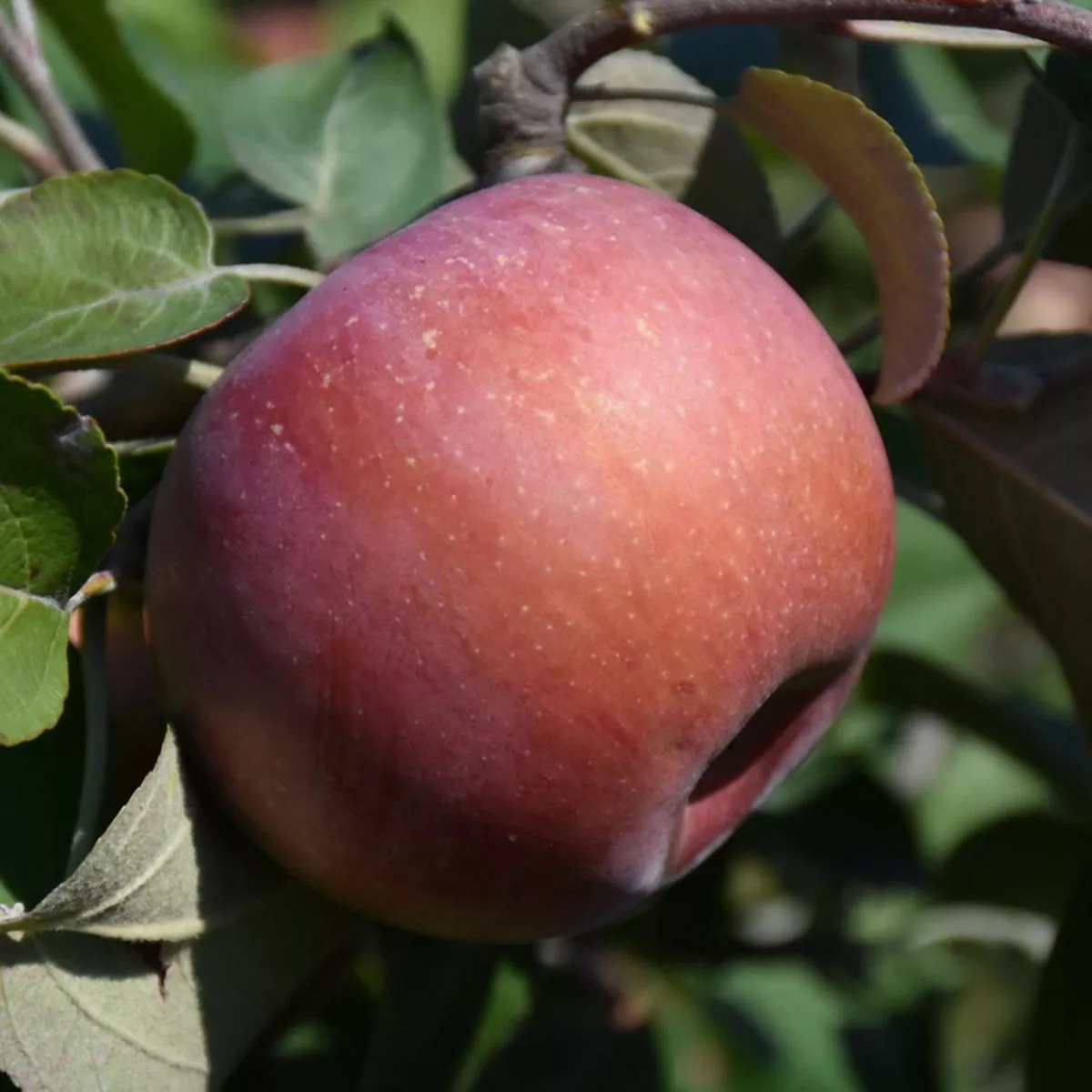 Snowsweet Apple Semi-Dwarf Tree