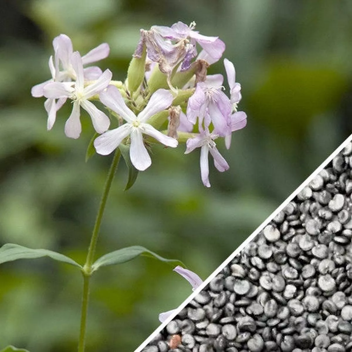 Soapwort Flower seeds