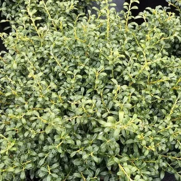 Soft Touch Japanese Holly