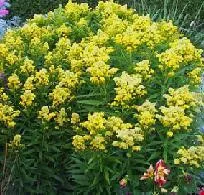 Solidago 'Dansolitlem' PP17297 (30)ct Flat