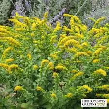 Solidago sphacelata ‘Golden Fleece’