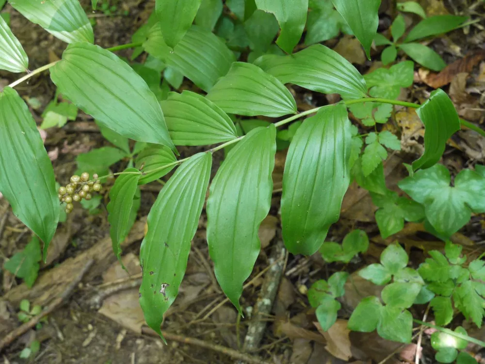 Solomon's Seal