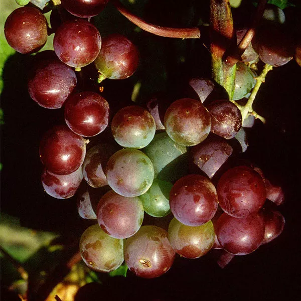 Somerset Seedless Grape Vine – Bareroot