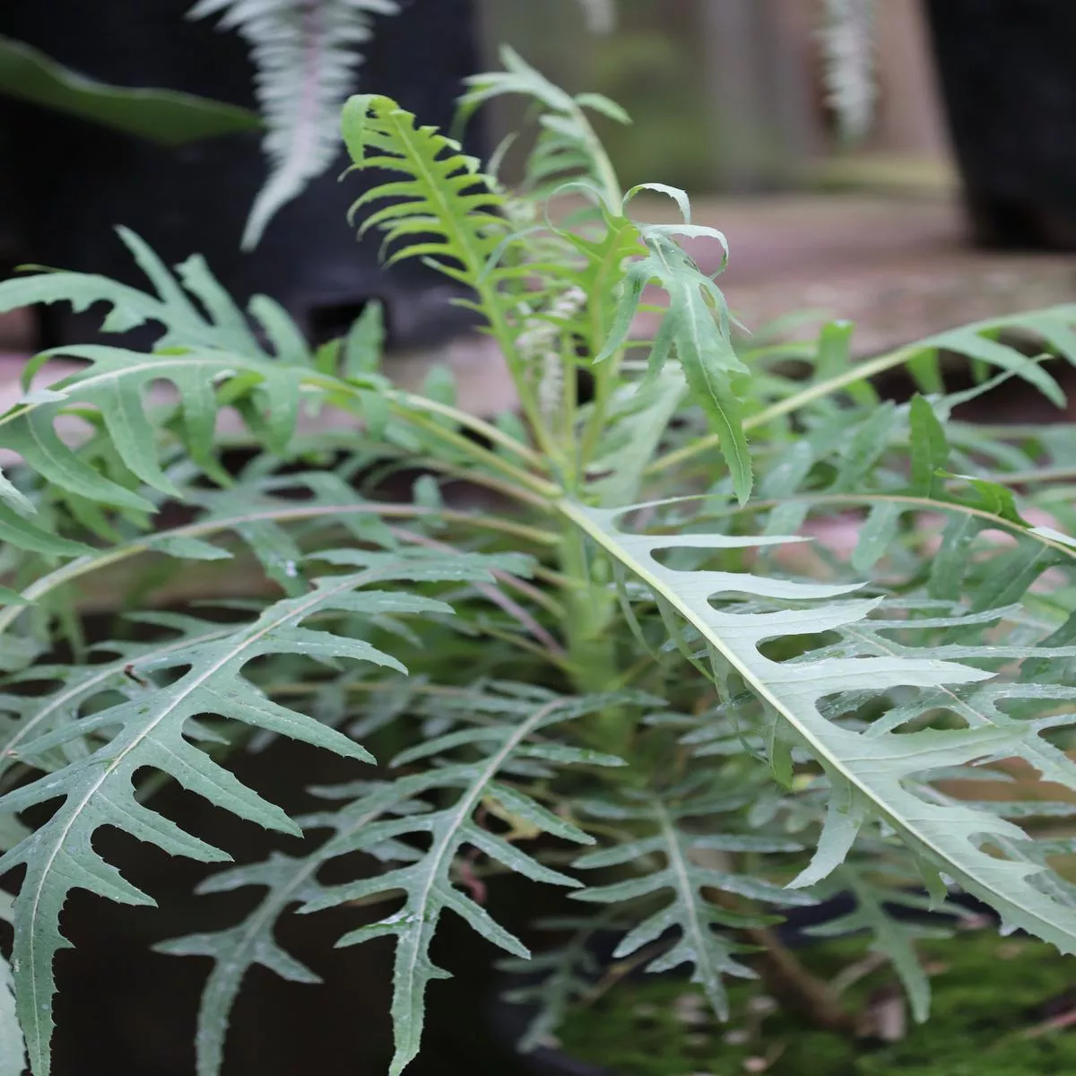 Sonchus palmensis