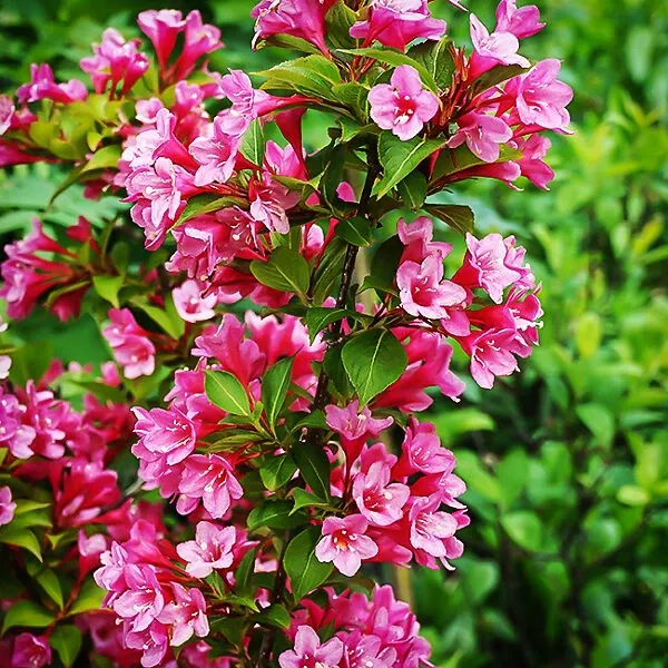 Sonic Bloom Red Weigela