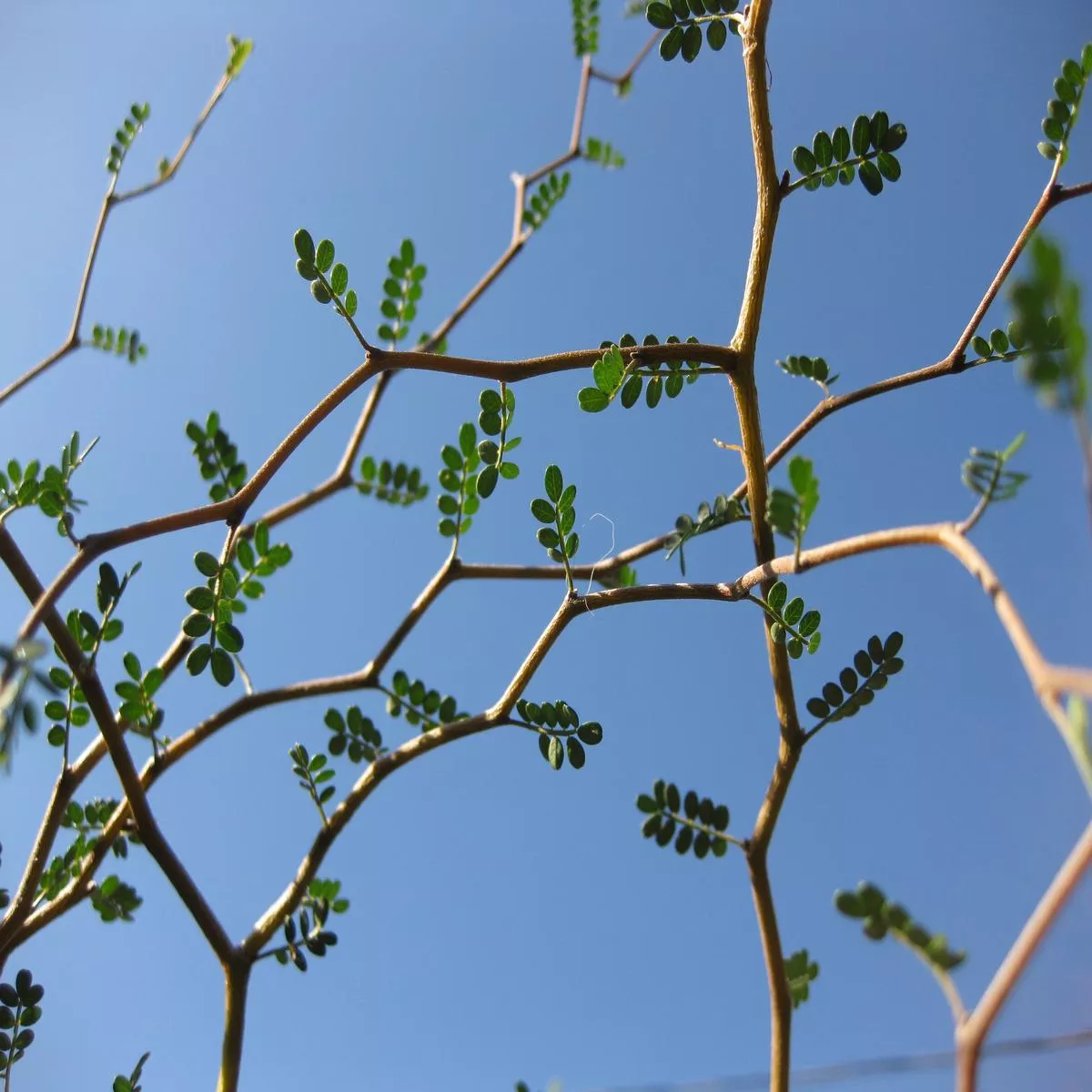 Sophora prostrata’Little Baby ’