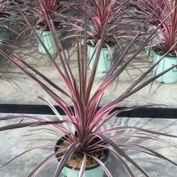 Southern Splendor Cordyline – #1 Container