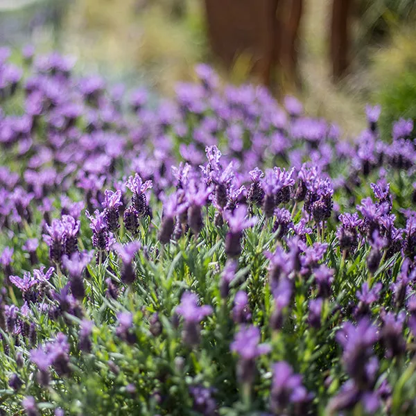 Spanish Lavender – 1 Gallon