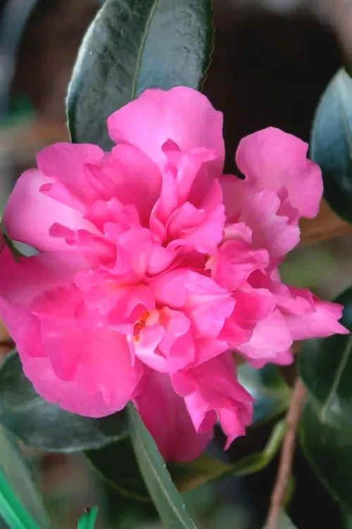 Sparkling Burgundy Camellia Sasanqua - 3 Gallon Pot