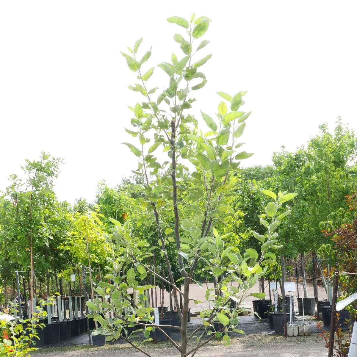 Spartan Apple Semi-Dwarf Tree