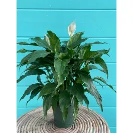 Spathiphyllum 6"