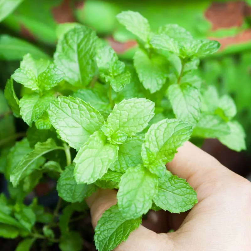 Spearmint Certified Organic Mint