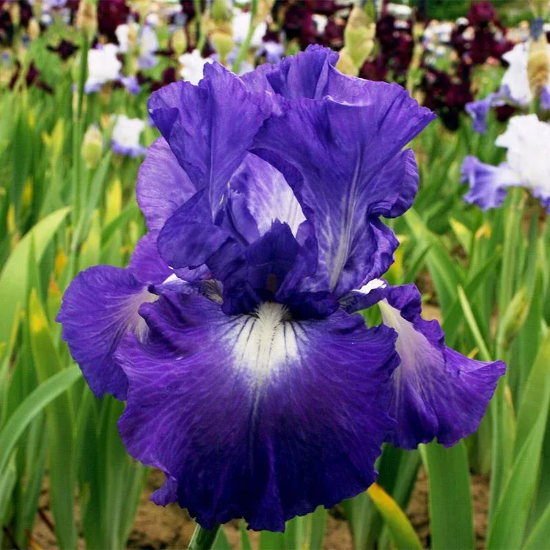 Speed Limit Reblooming Bearded Iris