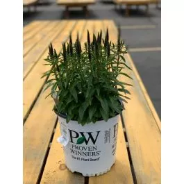 Speedwell Royal Candles