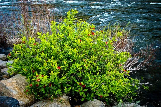 Spice Bush