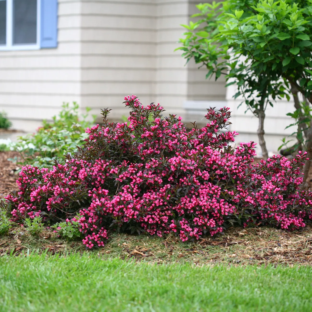 Spilled Wine Weigela Shrub – 3 Gallon