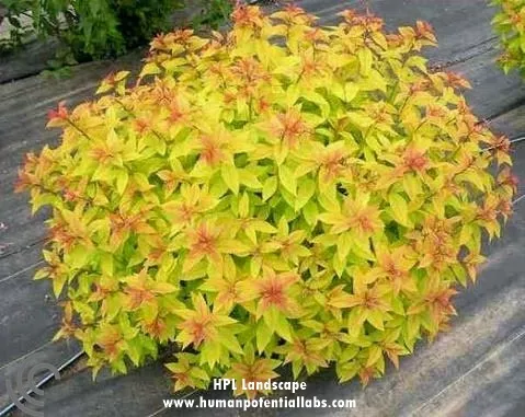 Spiraea"Gold Flame"