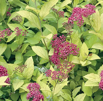Spiraea Goldmound