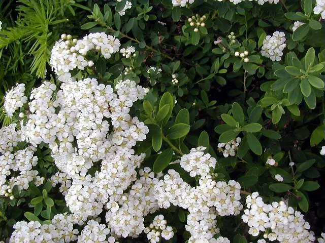 Spiraea nipponica ‘June Bride’