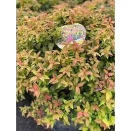 Spirea Magic Carpet