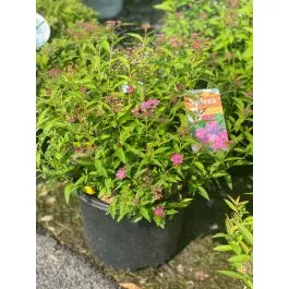 Spirea Neon Flash