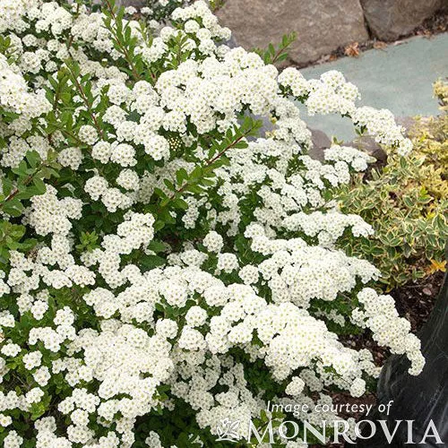 Spirea nipponica Snowmound 2gal