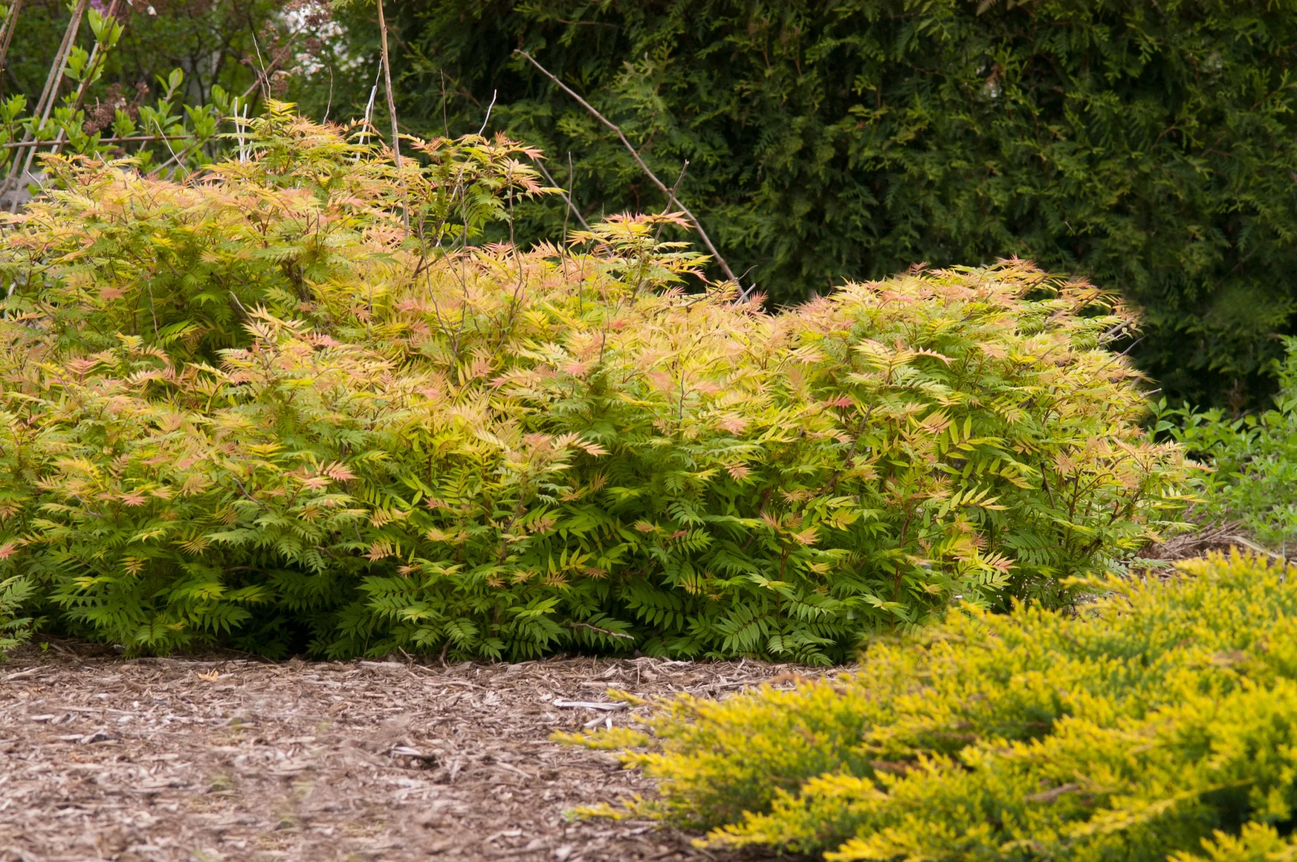 Spirea - Sem Ash Leaf