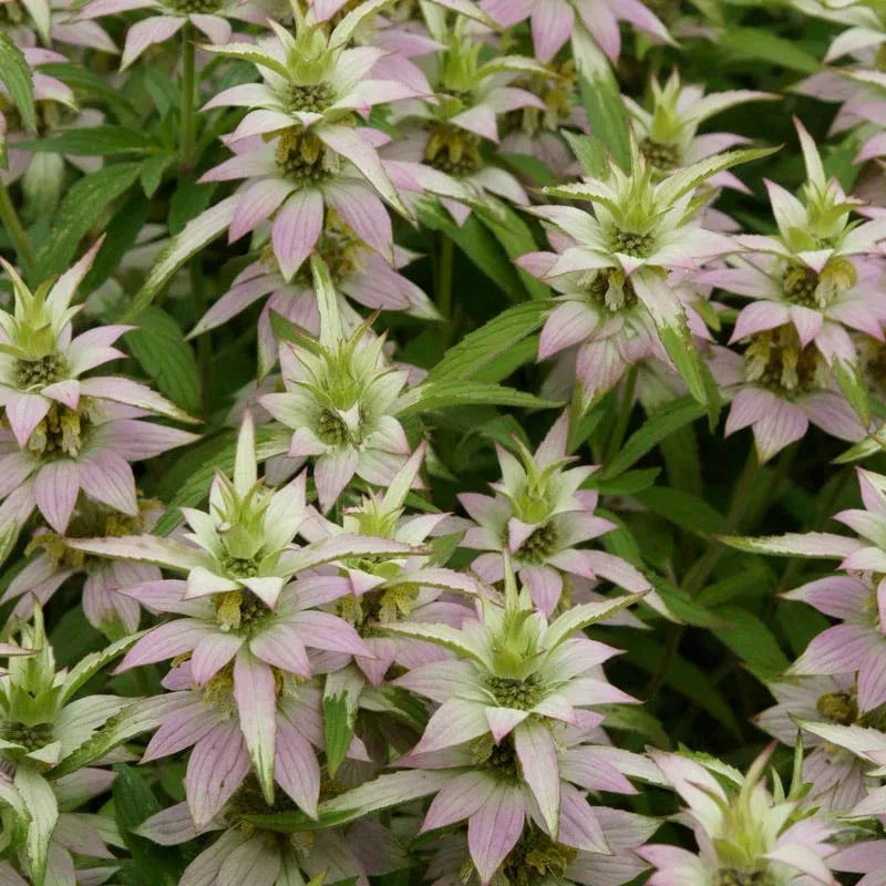 Spotted Bee Balm Seeds