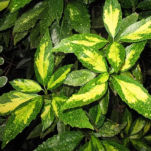 Spotted Japanese Aucuba