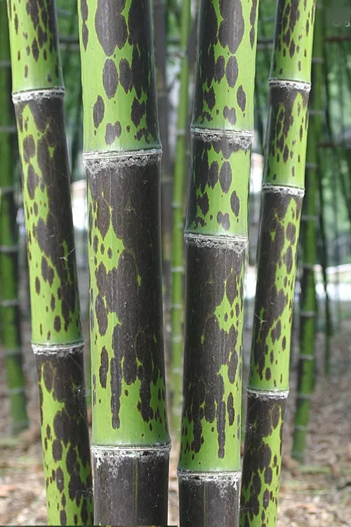 Spotted Leopard Bamboo - Phyllostachys bambusoides 'Tanakae' - 2 Gallon Pot
