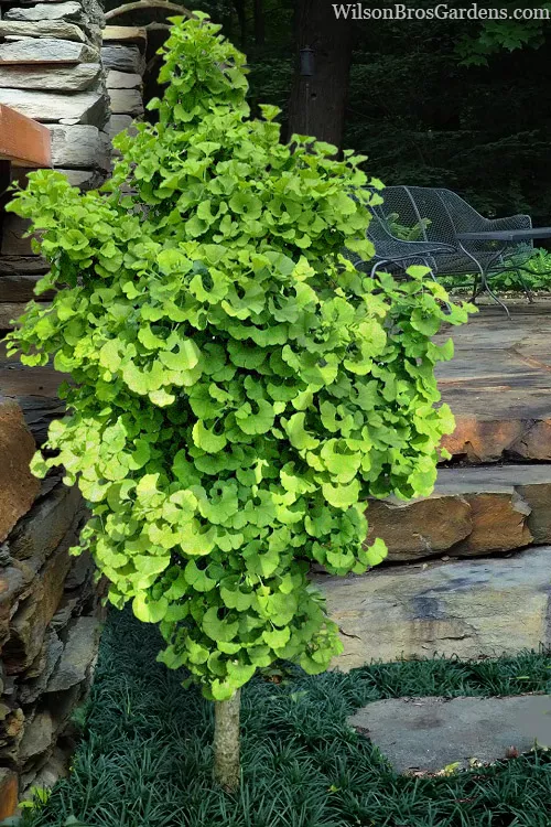 Spring Grove Dwarf Ginkgo Tree - 2 Gallon Pot
