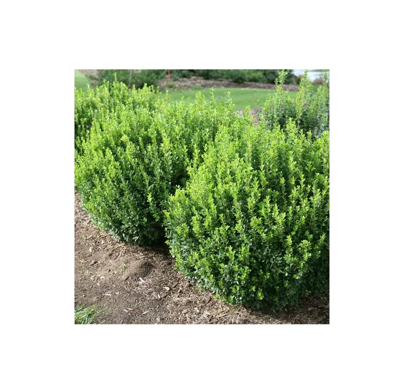 SprinterBoxwood