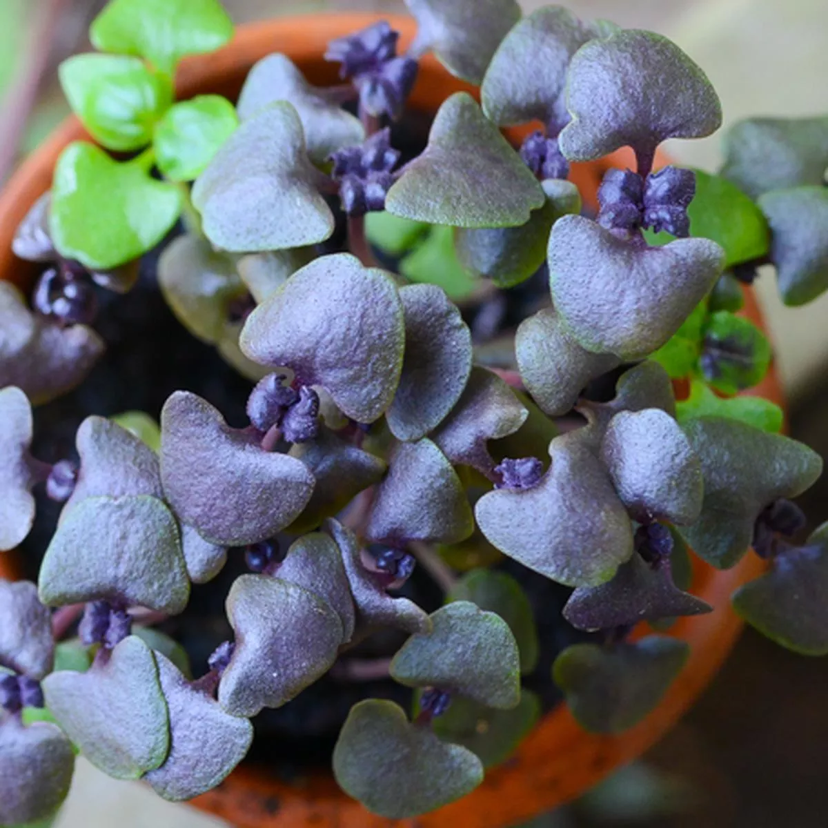 Sprouts/Microgreens – Basil, Purple seeds