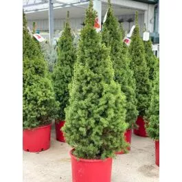 Spruce Alberta Dwarf Conica
