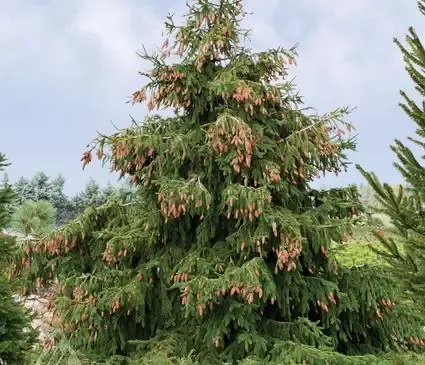 Spruce, Norway Acrocona