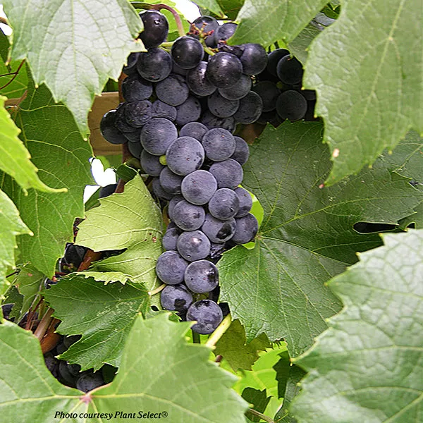 St. Theresa Seedless Grape Vine – Bareroot