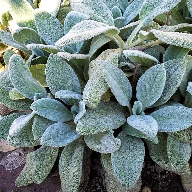 Stachys Lamb's Ear "Silver Carpet"