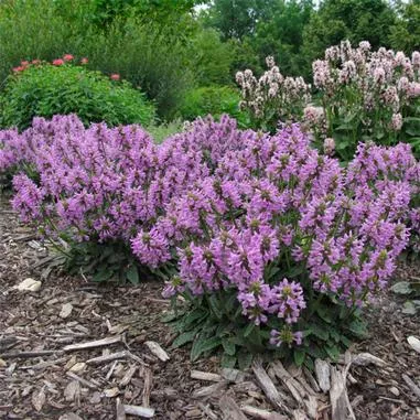 Stachys minima