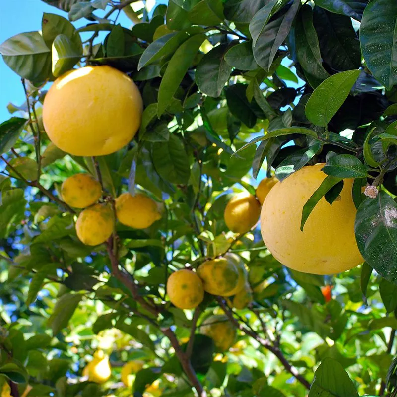 Star Ruby Grapefruit Tree