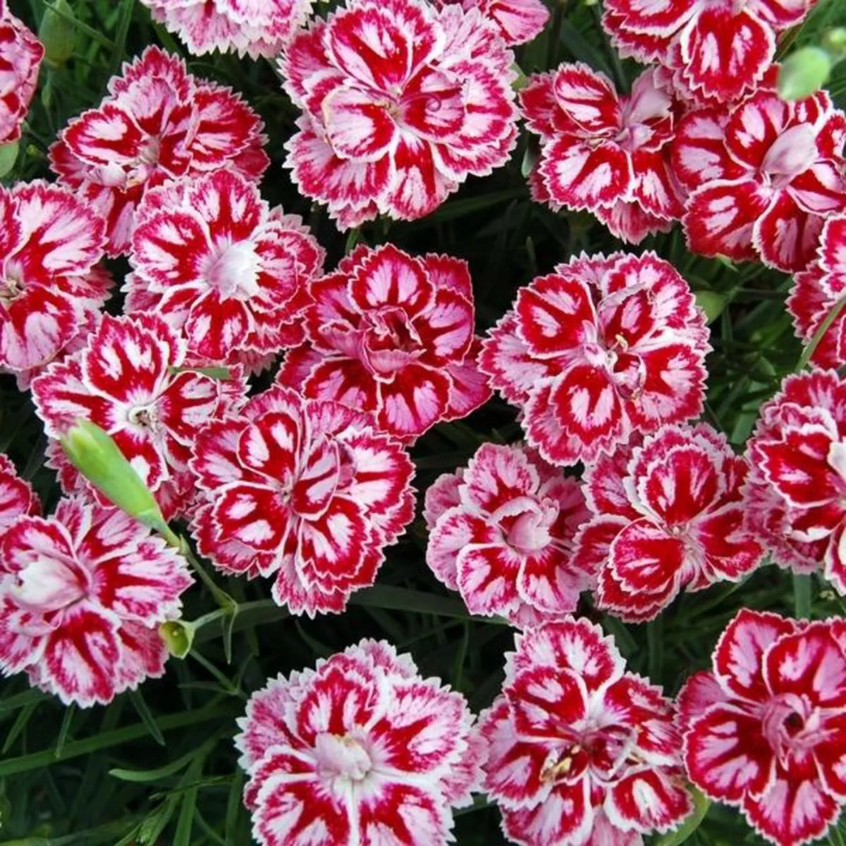 Star™ Starburst Dianthus
