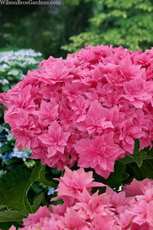 Starfield Reblooming Hydrangea - 3 Gallon Pot