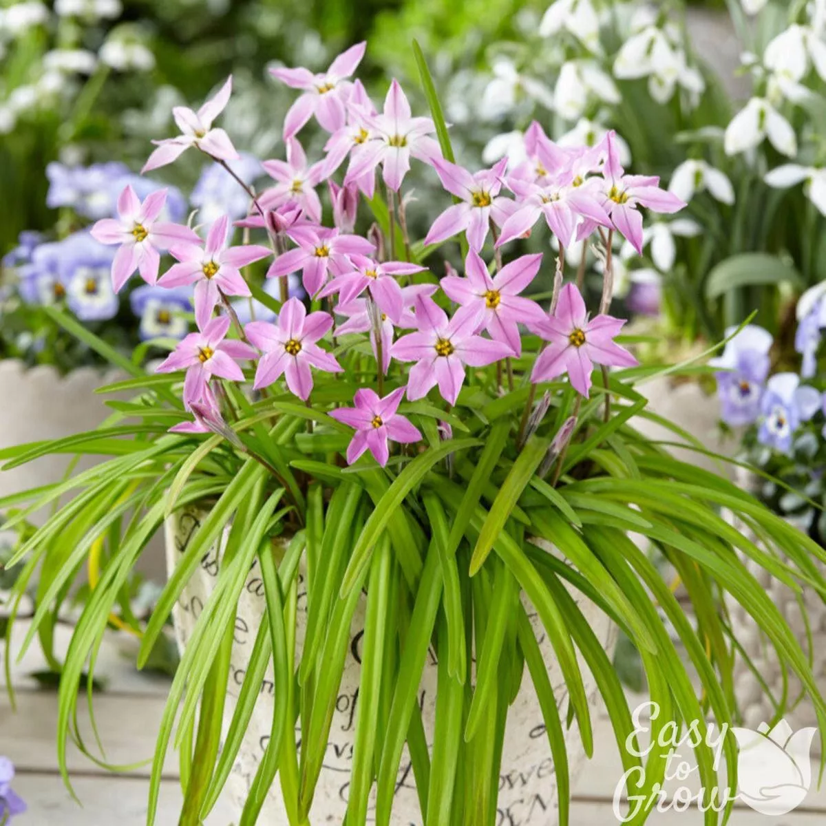 Starflower – Charlotte Bishop